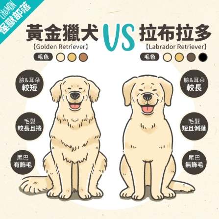 拉布拉多犬壞處 拉布拉多犬壞處