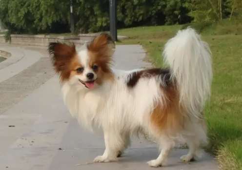 蝴蝶犬飼養問題 蝴蝶犬飼養問題