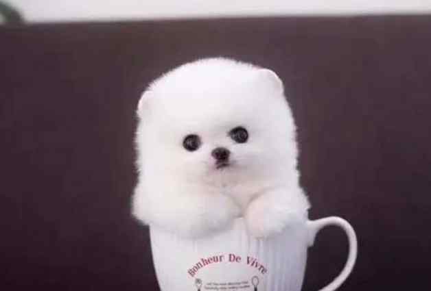 茶杯犬选购指南 茶杯犬选购指南