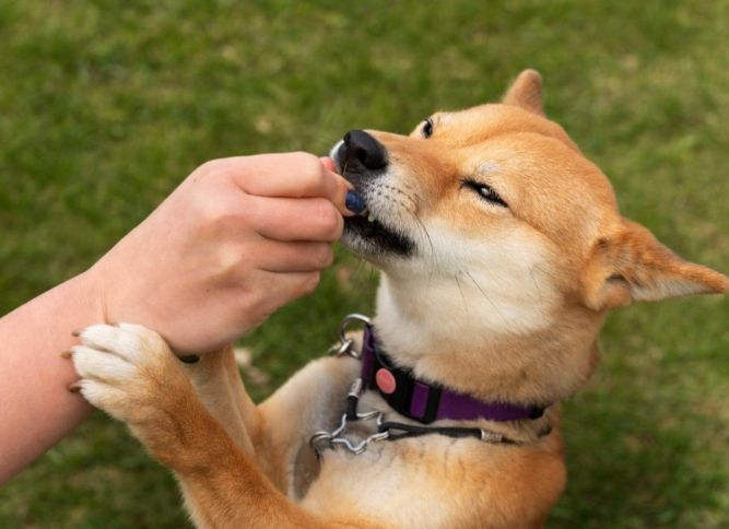狗狗可以吃芒果乾嗎 狗狗可以吃芒果乾嗎