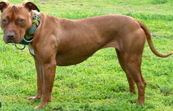 護衛犬 護衛犬