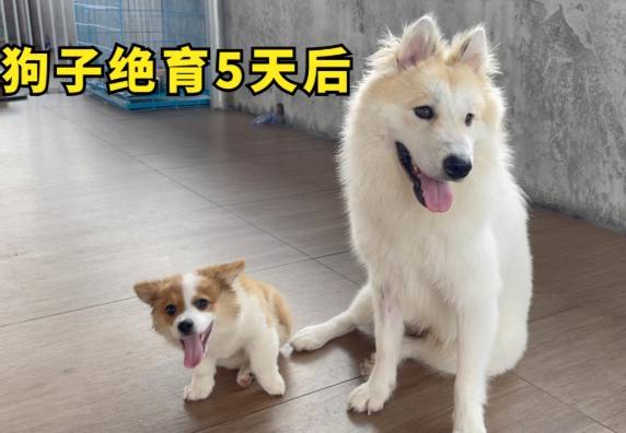 絕育後狗狗行為 絕育後狗狗行為
