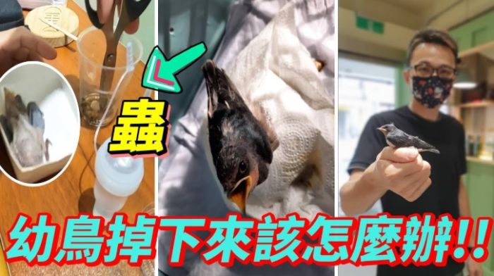 野生燕子救助