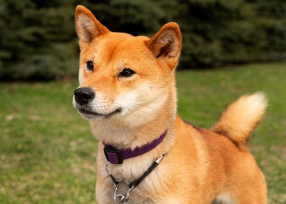 柴犬訓練
