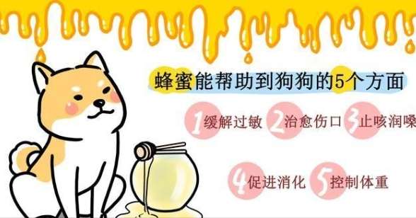 狗狗吃蜂蜜好處