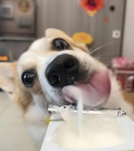 椰奶對狗狗的影響