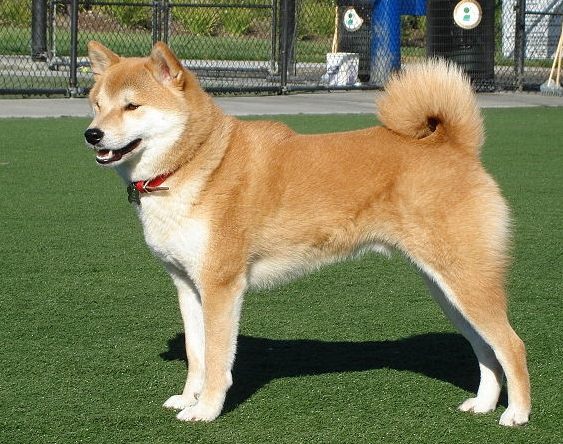 柴犬飲食安全