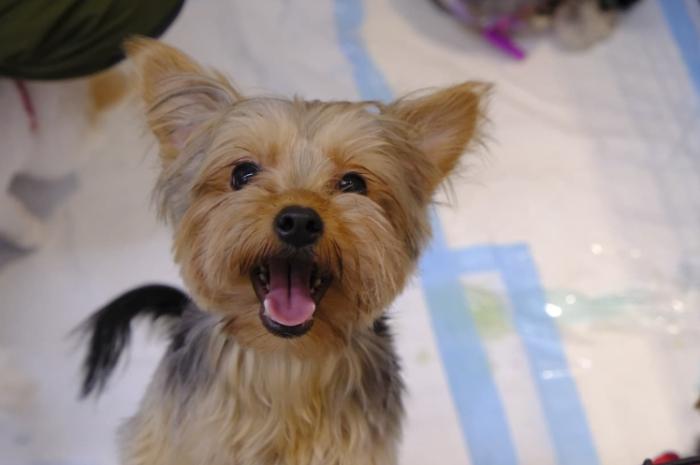 台灣小型犬領養 台灣小型犬領養