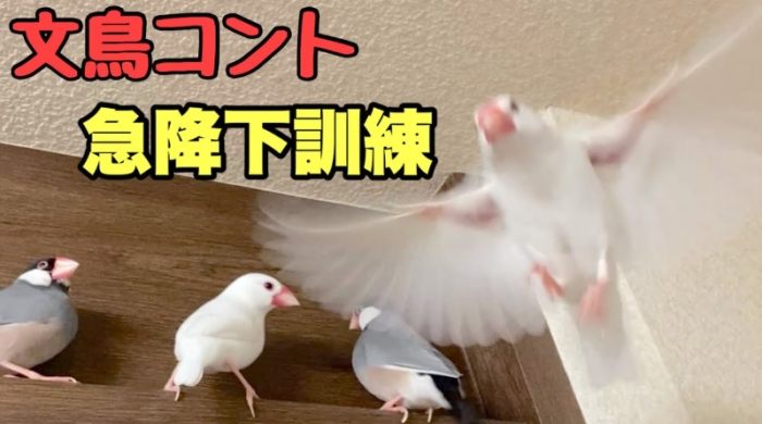 文鳥叫遠訓練 文鳥叫遠訓練