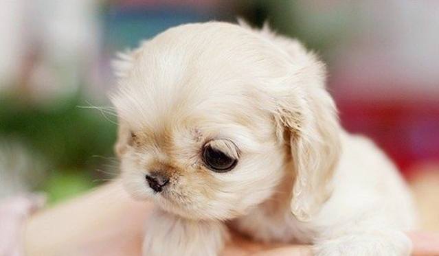 茶杯犬价格 茶杯犬价格