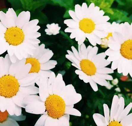 白色雛菊花語意思 白色雛菊花語意思
