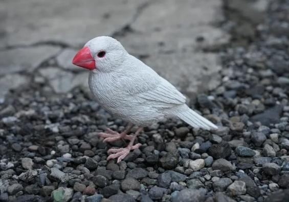 白文鳥智能