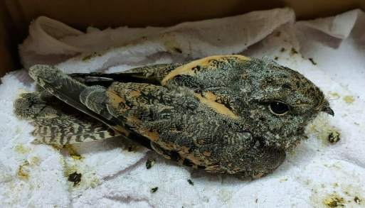 麻雀幼鳥救援