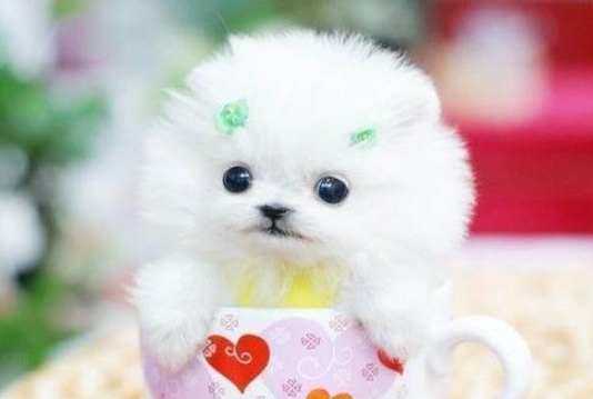 新加坡茶杯犬購買