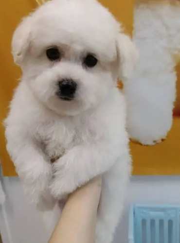 台灣小型犬領養 台灣小型犬領養