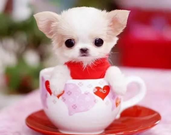 新加坡茶杯犬購買