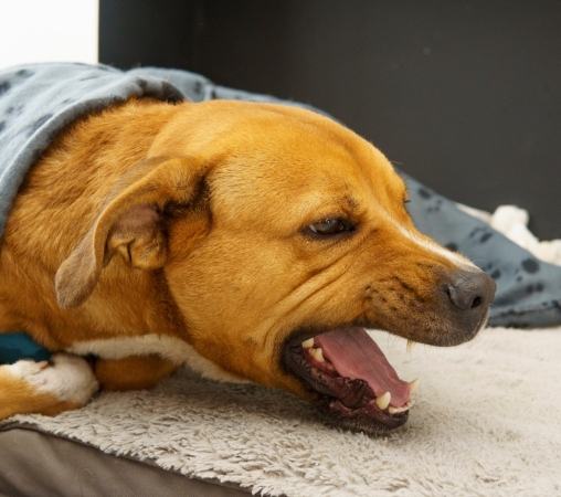 狗喝水咳嗽 狗喝水咳嗽