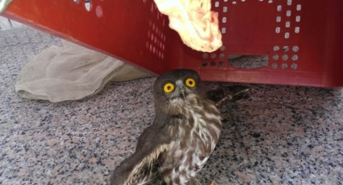 夜鷹覓食