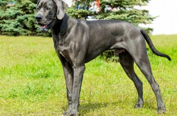 巨型犬健康問題 巨型犬健康問題