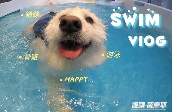 狗狗游泳地點新竹 狗狗游泳地點新竹