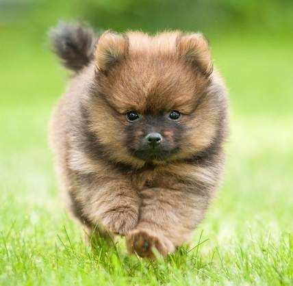 最小型犬品種 最小型犬品種