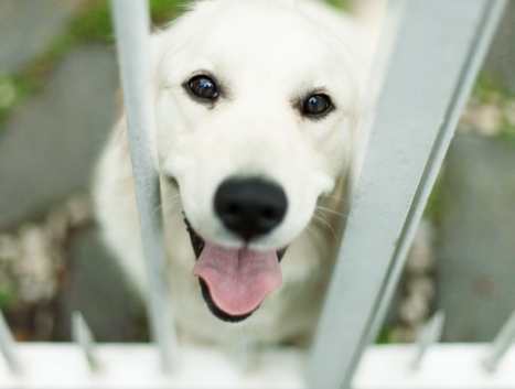 低過敏性犬種 低過敏性犬種