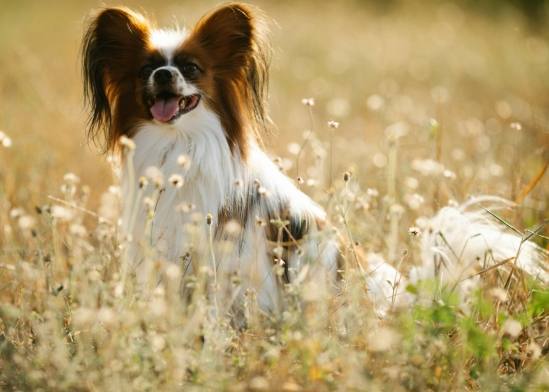 蝴蝶犬生長 蝴蝶犬生長