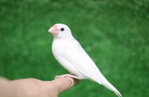 白文鳥智能