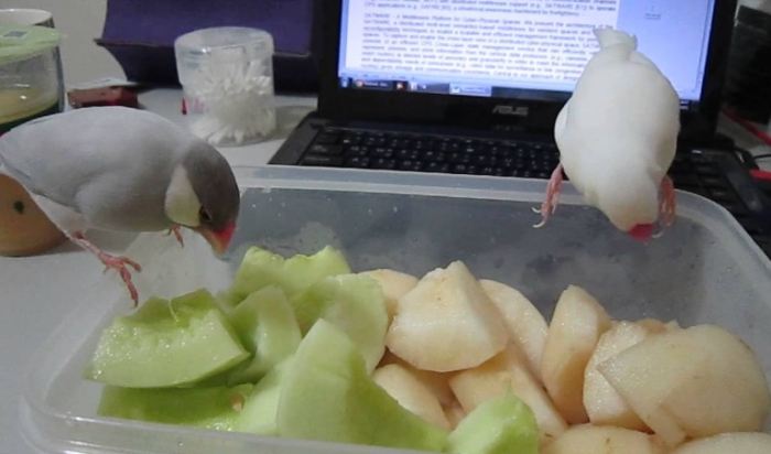 文鳥飲食注意事項 文鳥飲食注意事項