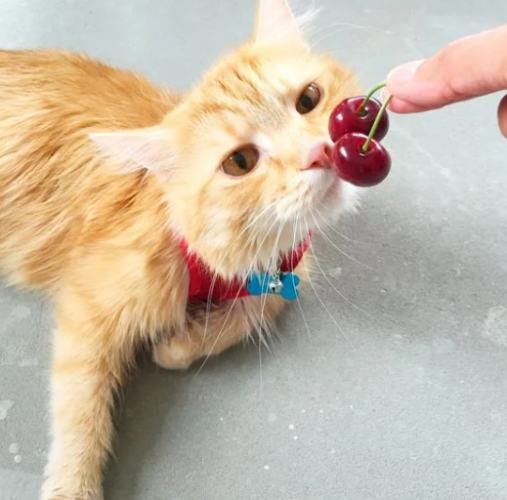 猫咪樱桃中毒 猫咪樱桃中毒