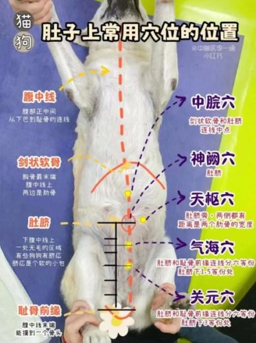 狗的骨頭安全 狗的骨頭安全