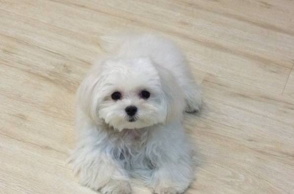 馬爾濟斯犬智力 馬爾濟斯犬智力