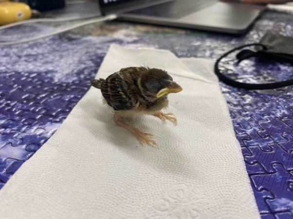 撿到幼鳥處理 撿到幼鳥處理