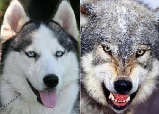 狼犬品種 狼犬品種