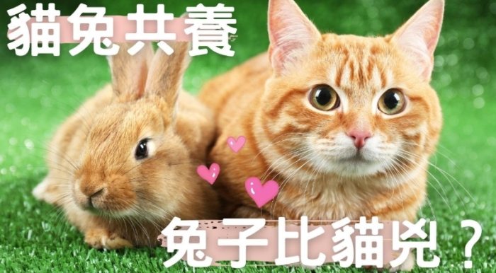 貓兔飼養技巧 貓兔飼養技巧