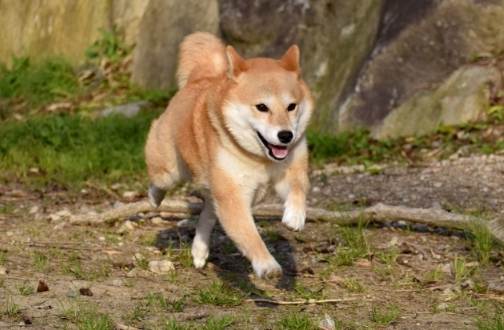 柴犬不喜歡的表現 柴犬不喜歡的表現