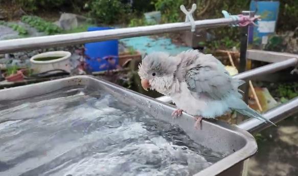 鸚鵡洗澡訓練