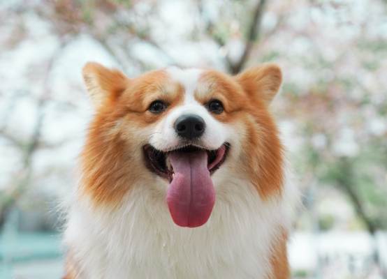 狗狗呼吸急促