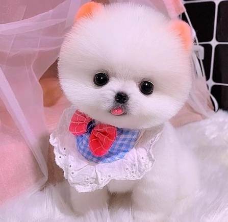 台灣茶杯犬價格 台灣茶杯犬價格