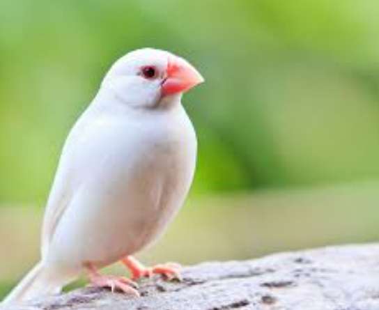 文鳥適合新手