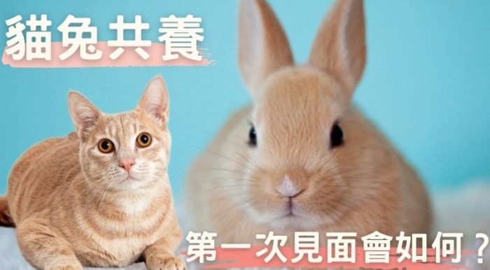 貓兔一起養 貓兔一起養