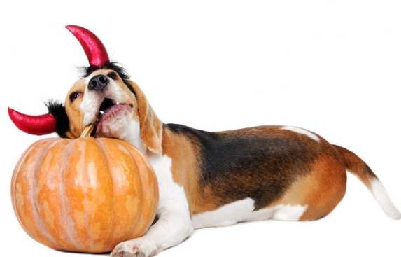 南瓜对狗有害吗 南瓜对狗有害吗
