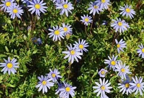雛菊 花語 藍色