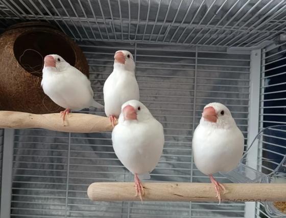 鳥類餵食 鳥類餵食