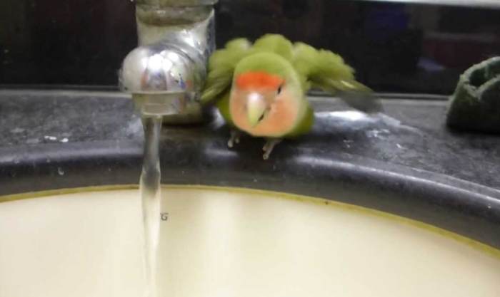 幼鳥飲水方法 幼鳥飲水方法
