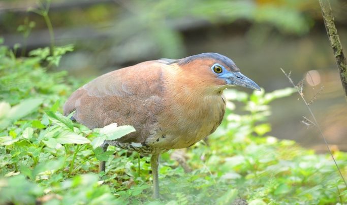 台灣鳥類保育級別 台灣鳥類保育級別