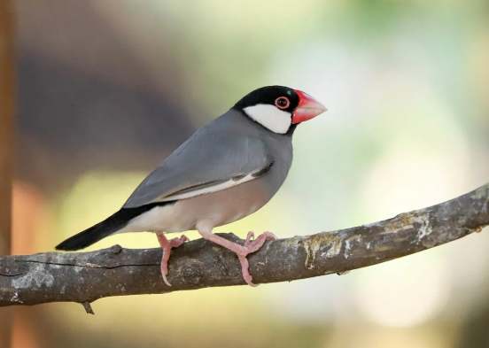 文鳥適合新手