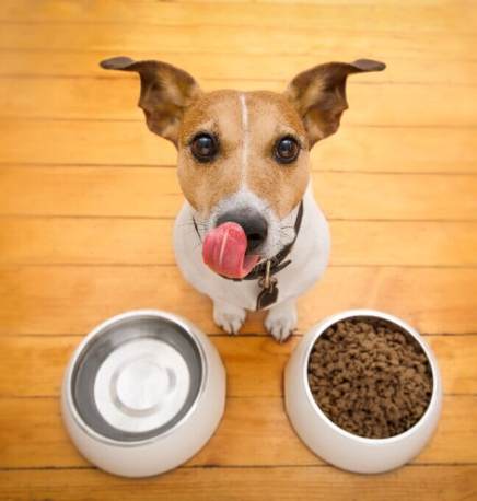 老狗飼料推薦 老狗飼料推薦