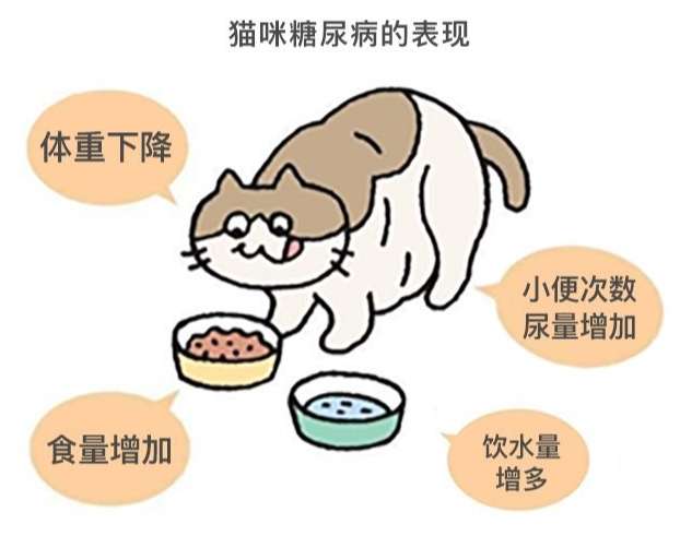 貓低血糖症狀 貓低血糖症狀