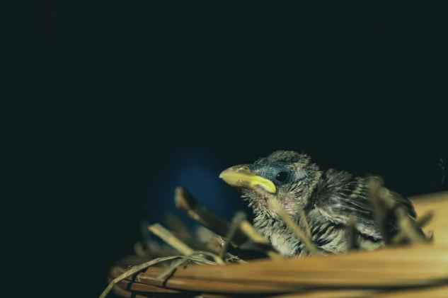 撿到幼鳥處理 撿到幼鳥處理